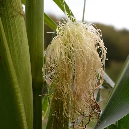 Agribed Quierta - Camerette * La Crosetta