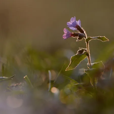 Πανσιόν Agribed Quierta - Camerette