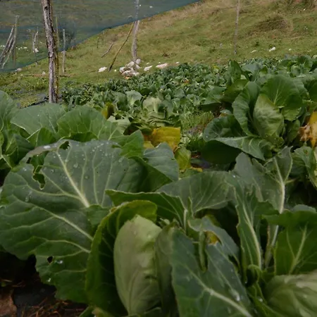 Agribed Quierta - Camerette La Crosetta