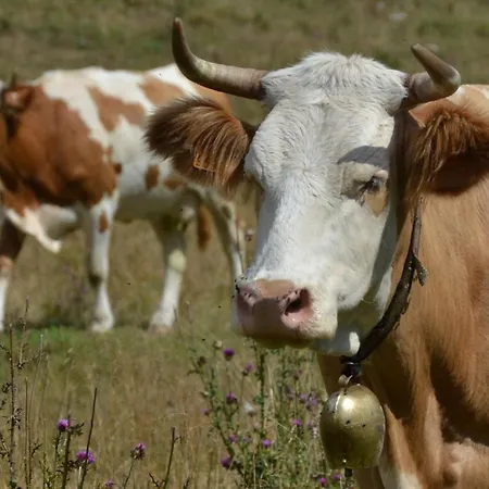 Agribed Quierta - Camerette * La Crosetta
