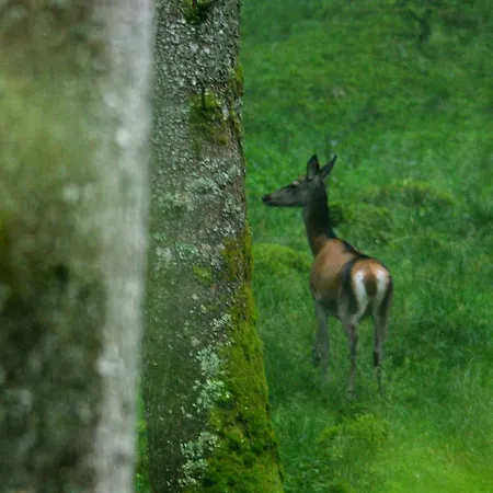 Agribed Quierta - Camerette *